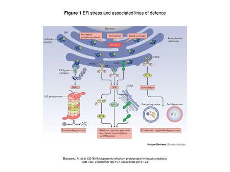 Figure 1 ER stress and associated lines of defence