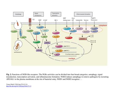 Fig. 2. Functions of NOD-like receptors