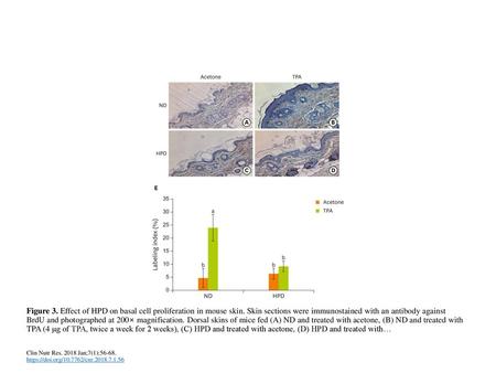 Figure 3. Effect of HPD on basal cell proliferation in mouse skin