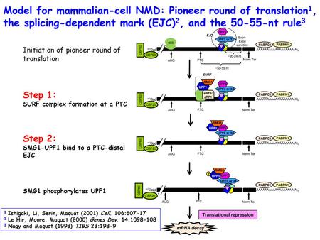 Translational repression