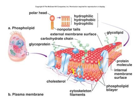 Cellular Homeostasis – the plasma membrane