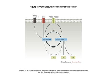 Figure 1 Pharmacodynamics of methotrexate in RA