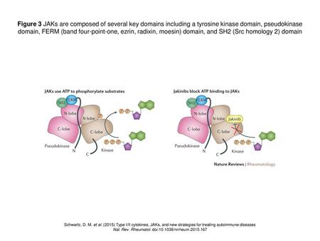 Nat. Rev. Rheumatol. doi: /nrrheum