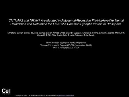 CNTNAP2 and NRXN1 Are Mutated in Autosomal-Recessive Pitt-Hopkins-like Mental Retardation and Determine the Level of a Common Synaptic Protein in Drosophila 