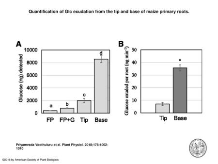 Quantification of Glc exudation from the tip and base of maize primary roots. Quantification of Glc exudation from the tip and base of maize primary roots.