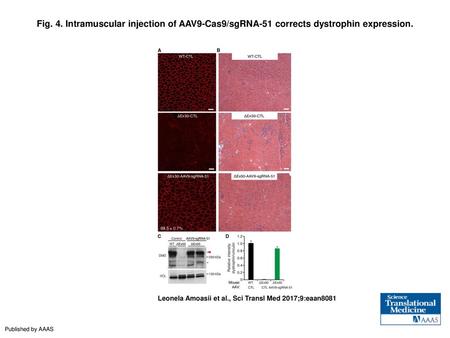 Fig. 4. Intramuscular injection of AAV9-Cas9/sgRNA-51 corrects dystrophin expression. Intramuscular injection of AAV9-Cas9/sgRNA-51 corrects dystrophin.