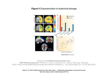 Figure 3 Characterization of anatomical damage