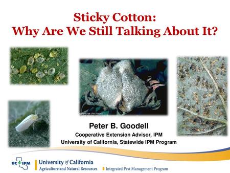 Sticky Cotton: Why Are We Still Talking About It?