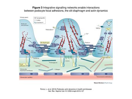 Figure 3 Integrative signalling networks enable interactions