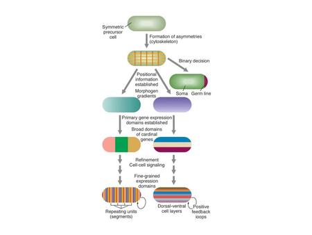 Development: Cell Division, Cell Differentiation, and Morphogenesis