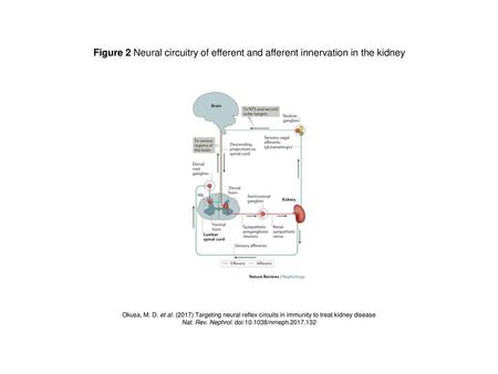 Nat. Rev. Nephrol. doi: /nrneph