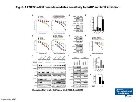 A FOXO3a-BIM cascade mediates sensitivity to PARP and MEK inhibition