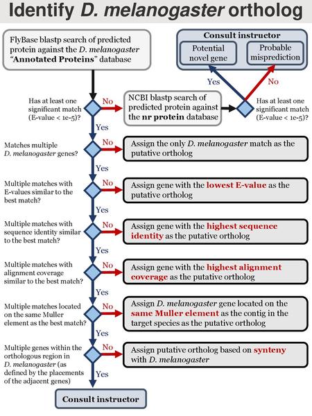 Identify D. melanogaster ortholog