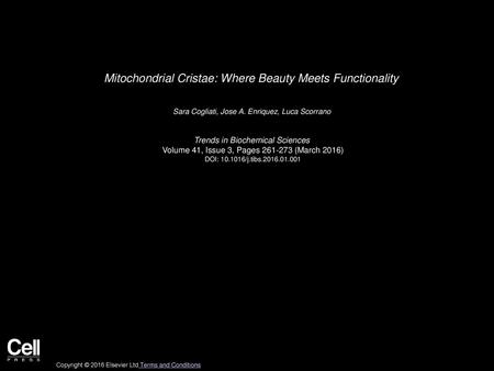 Mitochondrial Cristae: Where Beauty Meets Functionality