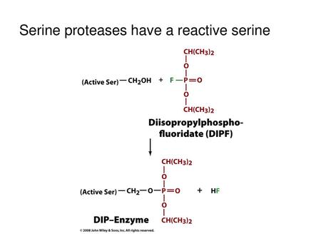 Serine proteases have a reactive serine