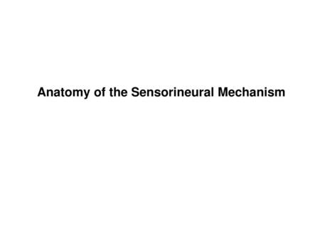 Anatomy of the Sensorineural Mechanism