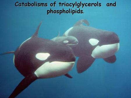 Catabolisms of triacylglycerols and phospholipids.