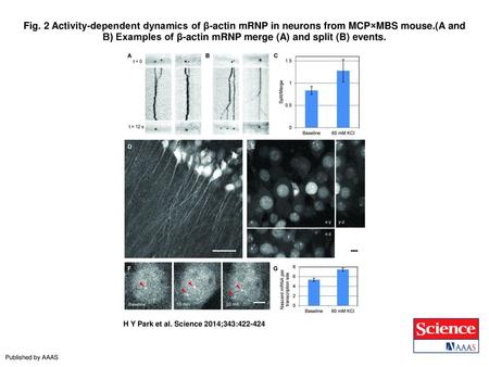 Fig. 2 Activity-dependent dynamics of β-actin mRNP in neurons from MCP×MBS mouse.(A and B) Examples of β-actin mRNP merge (A) and split (B) events. Activity-dependent.