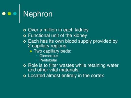 Nephron Over a million in each kidney Functional unit of the kidney