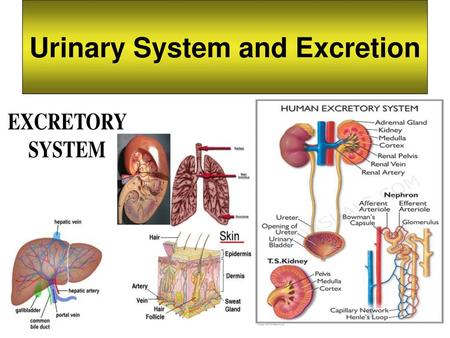 Urinary System and Excretion