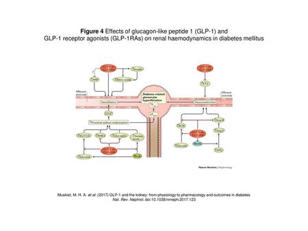 Figure 4 Effects of glucagon-like peptide 1 (GLP-1) and