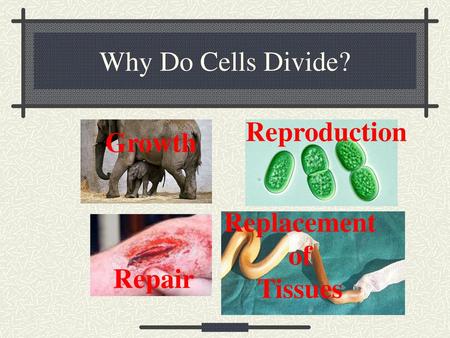 Why Do Cells Divide? Reproduction Growth Replacement of Tissues Repair.