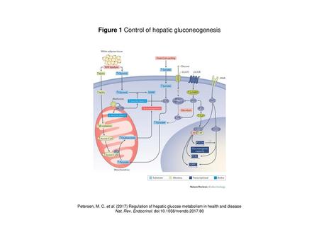 Figure 1 Control of hepatic gluconeogenesis