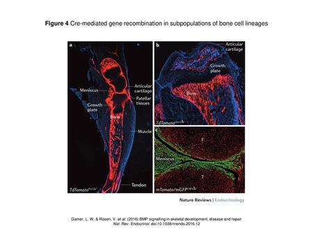 Nat. Rev. Endocrinol. doi: /nrendo