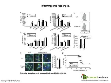 Inflammasome responses.