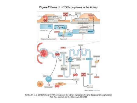 Figure 2 Roles of mTOR complexes in the kidney