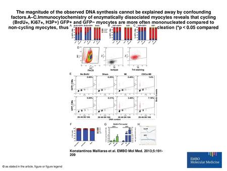 The magnitude of the observed DNA synthesis cannot be explained away by confounding factors.A–C.Immunocytochemistry of enzymatically dissociated myocytes.