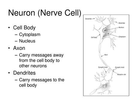 Neuron (Nerve Cell) Cell Body Axon Dendrites Cytoplasm Nucleus