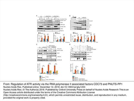 Figure 1. PNUTS-PP1 suppresses ATR signaling