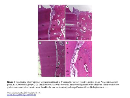 Figure 4. Histological observations of specimens retrieved at 4 weeks after surgery (positive control group, A; negative control group, B; experimental.