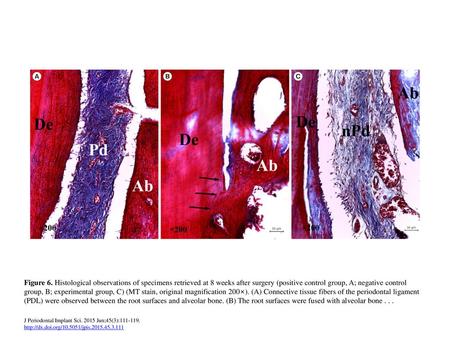 Figure 6. Histological observations of specimens retrieved at 8 weeks after surgery (positive control group, A; negative control group, B; experimental.