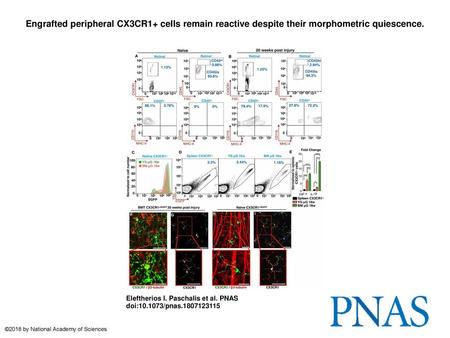 Engrafted peripheral CX3CR1+ cells remain reactive despite their morphometric quiescence. Engrafted peripheral CX3CR1+ cells remain reactive despite their.