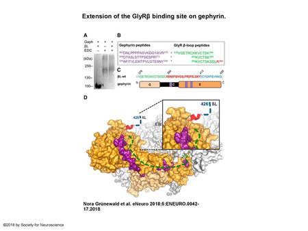 Extension of the GlyRβ binding site on gephyrin.