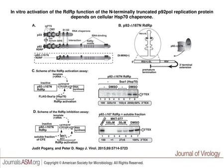 In vitro activation of the RdRp function of the N-terminally truncated p92pol replication protein depends on cellular Hsp70 chaperone. In vitro activation.