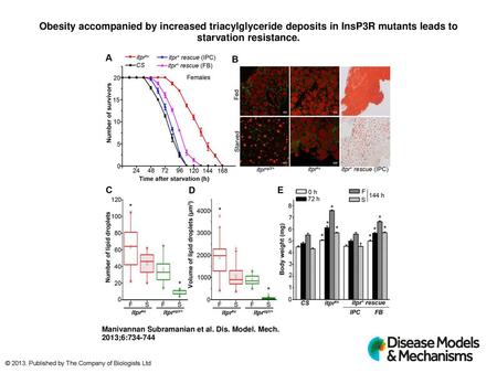 Obesity accompanied by increased triacylglyceride deposits in InsP3R mutants leads to starvation resistance. Obesity accompanied by increased triacylglyceride.