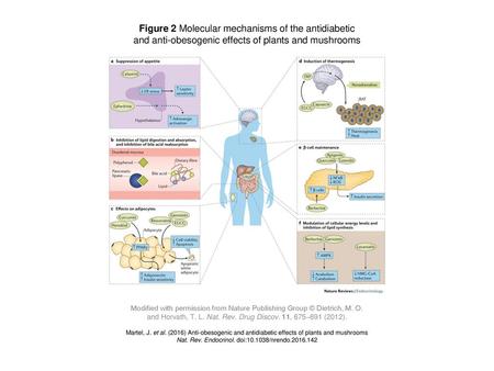 Figure 2 Molecular mechanisms of the antidiabetic