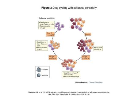 Figure 3 Drug cycling with collateral sensitivity