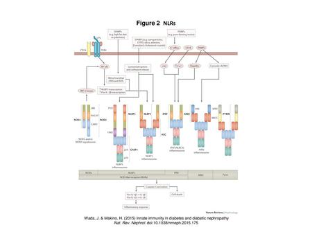 Nat. Rev. Nephrol. doi: /nrneph