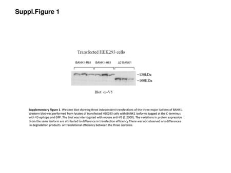 Suppl.Figure 1 Transfected HEK293 cells -130kDa -100KDa Blot: -V5