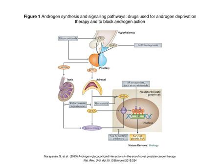 therapy and to block androgen action