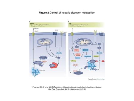 Figure 2 Control of hepatic glycogen metabolism