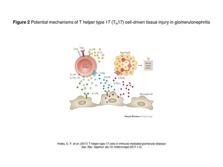 Nat. Rev. Nephrol. doi: /nrneph