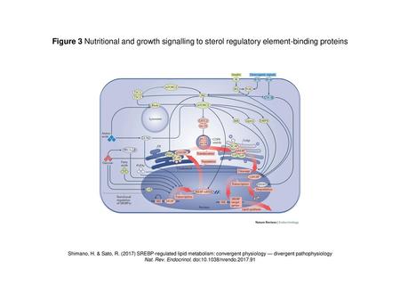 Nat. Rev. Endocrinol. doi: /nrendo