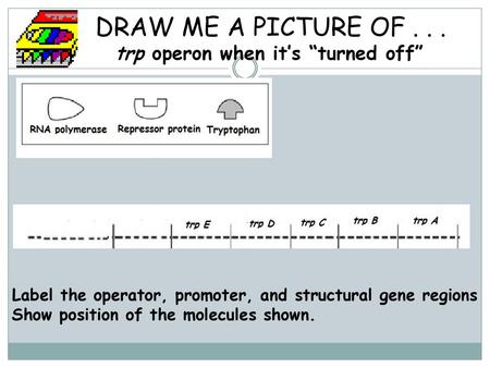 DRAW ME A PICTURE OF trp operon when it’s “turned off”