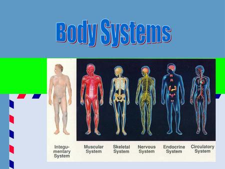 Body Systems.