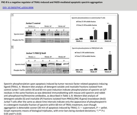 PKC-θ is a negative regulator of TRAIL-induced and FADD-mediated apoptotic spectrin aggregation DOI: 10.5603/FHC.a2016.0006 Spectrin phosphorylation upon.